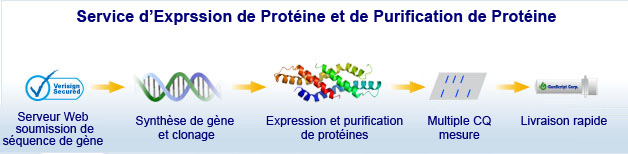 service de protéine