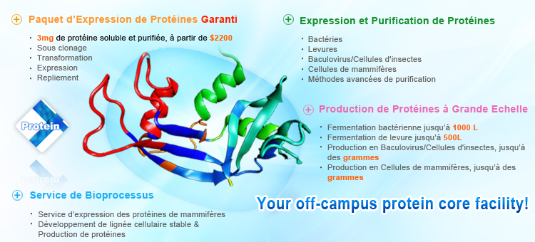 Recombinant Protein Expression and Purification Service