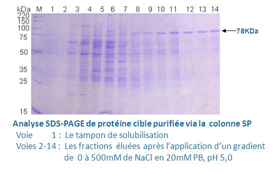 Purification de protéine