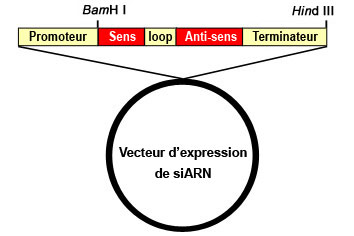 sirna vector