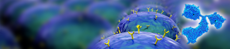 IgG Antibody Overview and Structure
