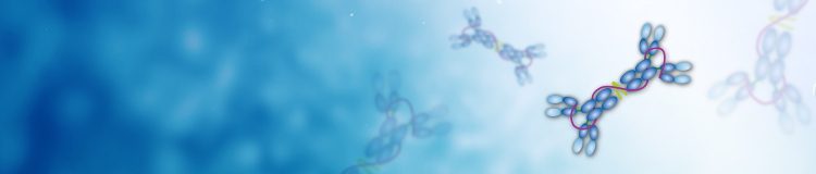 IgA Antibody IgA Antibody