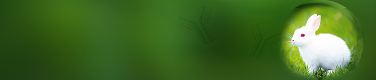 Epitope tag antibodies Epitope tag antibodies