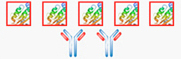 affinity-purified pAb