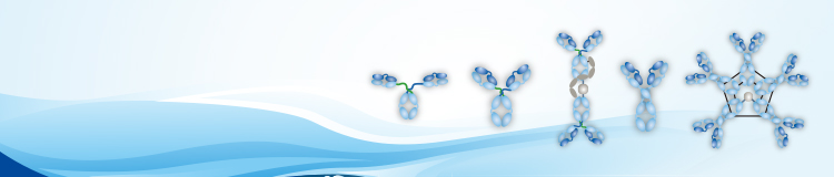 Antibody Basics