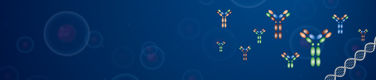 Antibody Basics