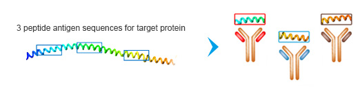 Cost-effective Custom Polyclonal Antibodies Services