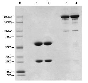 /gsimages/english/bioprocess_promotion_p_005.jpg