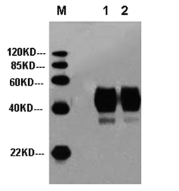 /gsimages/genscript/bioprocess_promotion_p_06.jpg