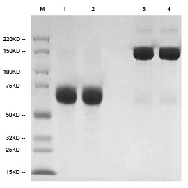 /gsimages/english/bioprocess_promotion_p_005.jpg