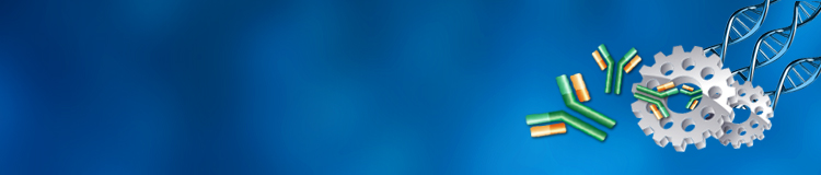 DNA Immunization Service for Custom Antibody Production