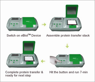 eblot Protein transfer System 