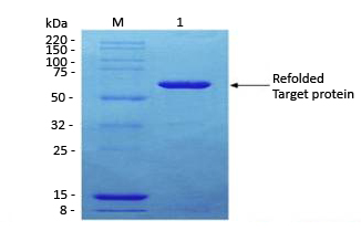 Protein refolding