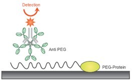 peg antibody mab mouse
