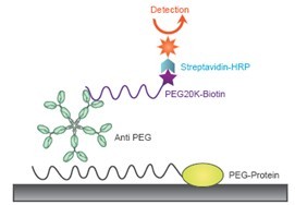 peg antibody mab mouse