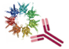 Transient expression of recombinant protein & antibody