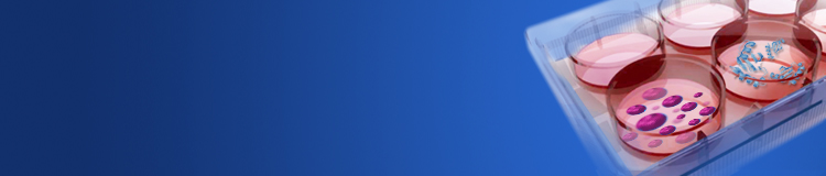 Transient protein expression services
