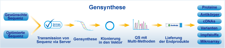 Ablauf von Gensynthesen
