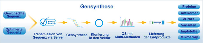 Gensynthese Flussdiagramm
