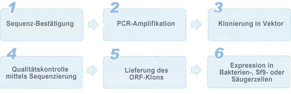 ORF-Klonierung-Service ORF-Klonierung-Service