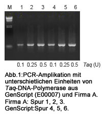 Taq-DNA-Polymerase