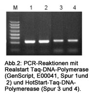 Realstart taq dna polymerase