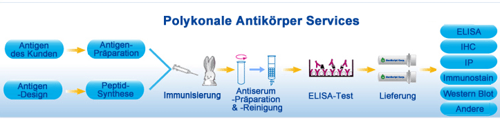 Polyklonale Antikörper Services