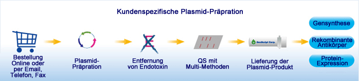 Ablauf der kundenspezifischen Plasmid-Präparation