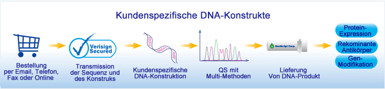 Kundenspezifische DNA-Konstrute