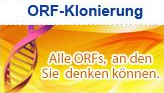 ORF-Klone