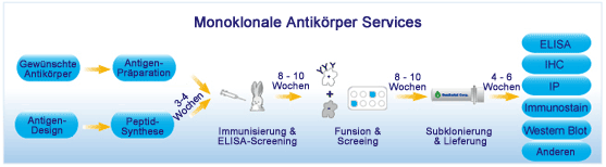 Ablauf von Antikörper-Services Ablauf von Antikörper-Services
