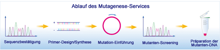 Aulauf der Mutagenese-Services Aulauf der Mutagenese-Services