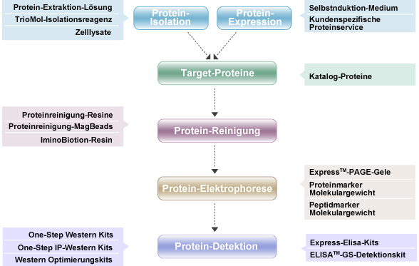 Selektionsführung der Proteinprodukte