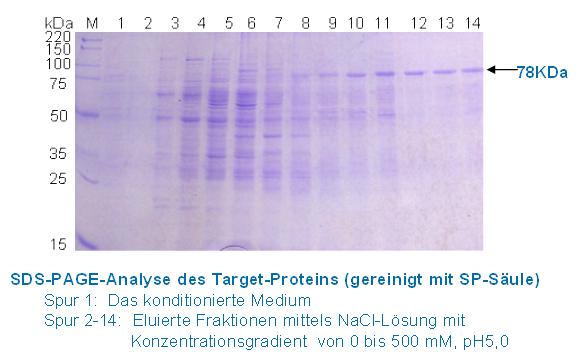 Proteinreinigung