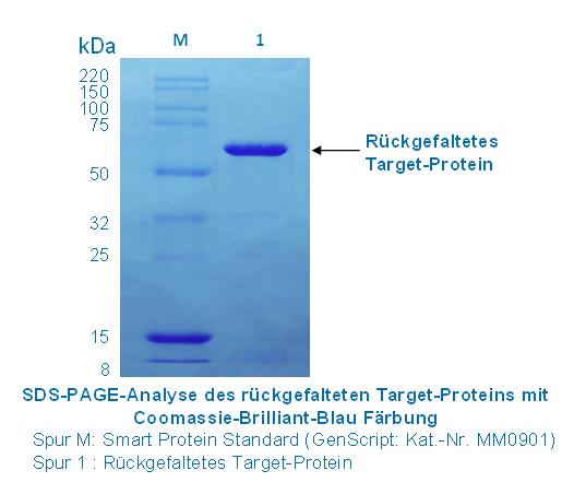 Proteinrückfaltung