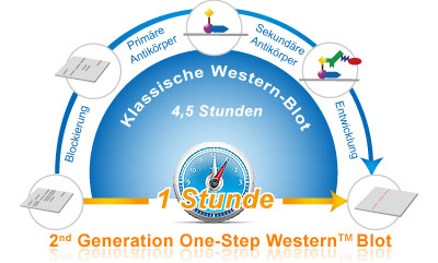 2. Generation von One-Step  Western Kits