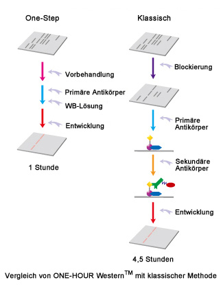 Western-Blot in einer Stunde