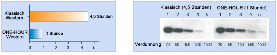 Western-Blot in einer Stunde