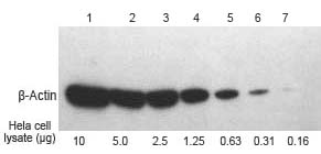 Western blot with western complete kit