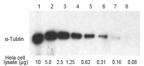 Western blot with western complete kit