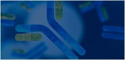 Image 41: Custom Monoclonal Antibodies
