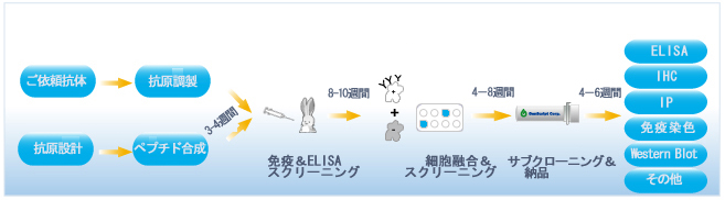 モノクローナル抗体サービス