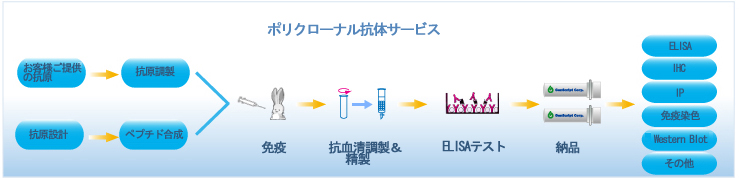 ポリクローナル抗体サービス