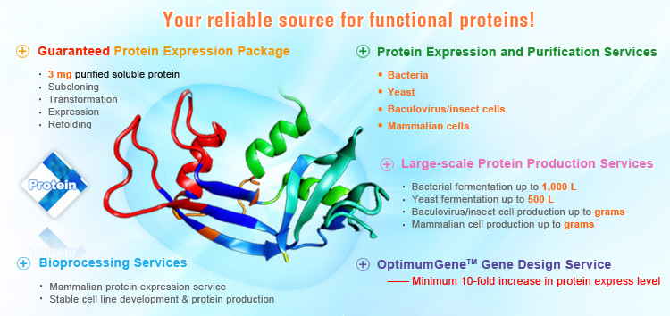 Custom Recombinant Protein Expression, Production Services