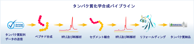 タンパク質化学合成