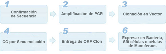servicio de clonación de orf servicio de clonación de orf