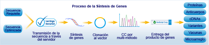 proceso de la síntesis de genes