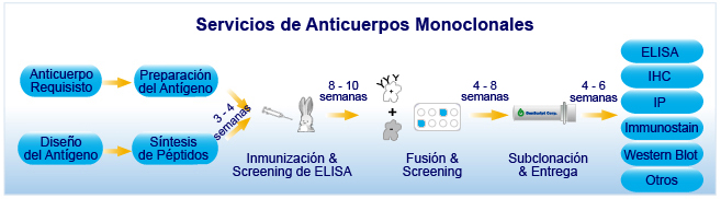 Servicios de Anticuerpos Monoclonales