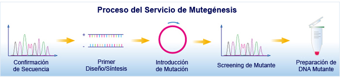Proceso del Servicio de Mutagénesis