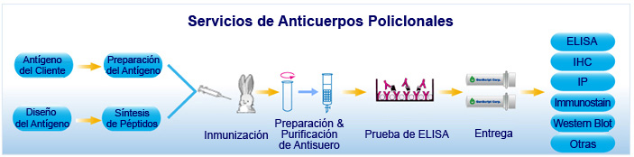 Servicios de Anticuerpos Policlonales